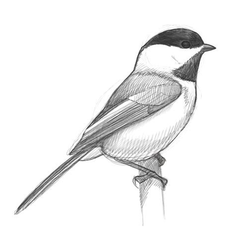 bird pictures to draw|how to draw a realistic bird.
